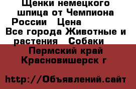 Щенки немецкого шпица от Чемпиона России › Цена ­ 50 000 - Все города Животные и растения » Собаки   . Пермский край,Красновишерск г.